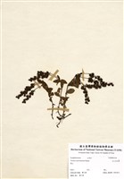 藏品(玉山水苦賈)的圖片